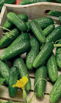 Огурец КАБЛУЧОК Раннее и дружное плодоношение! Крепкие и хрустящие зеленцы хороши и в свежем виде, и в засолке!