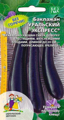 Баклажан УРАЛЬСКИЙ ЭКСПРЕСС  Куст буквально увешан снизу доверху блестящими, фиолетово-чёрными плодами длинной до 25 см!