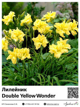 Лилейник Double Yellow Wonder (Махровый)