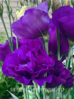 Эустома срезочная махровая сине-фиолетовая Мадам Найтли - Партнер фото 5