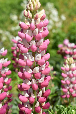 Люпин The Chatelaine (Многолистный) - Голландские луковицы фото 3