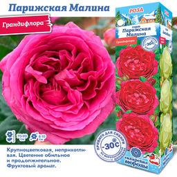 Роза Парижская Малина (Грандифлора) 1шт