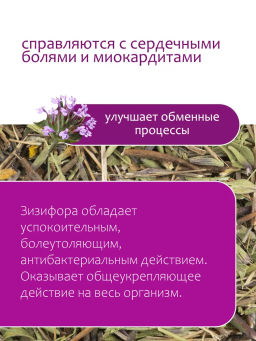 Зизифора пахучковидная - Травы горного крыма фото 3