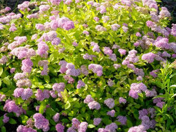 Спирея японская Голден принцесс - Долина роз фото 8