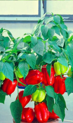 Перец ГРАНАТОВЫЙ БРАСЛЕТ Сибирская селекция! Дружное созревание! Отменный вкус! Изумительный аромат! - Уральский дачник фото 2