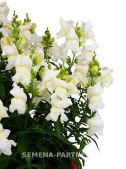 Львиный Зев низкорослый крупноцветковый Гранд Аморе Федельта - Партнер фото 5