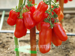 Томат Жиголо - Партнер фото 4