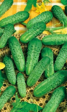 Огурец ДЕБЮТ F1 Вкус исконно русского огурца! Лидер по урожайности! Вкуснейший для салатов и хрустящий для засолки!