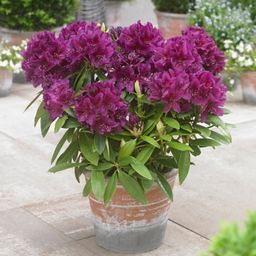 Рододендрон Поларнахт