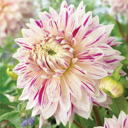 ТЮЛЬПАН Катар Разбор 11/12 Кол-во 
 упак., шт 7 - Волжский сад фото 2