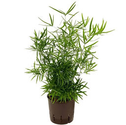 Аспарагус Фалькатус (серповидный)