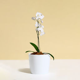 Цена за 4 шт. Кашпо для цветов, d=10 см, 0.5 л, пластик, белое