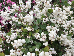 Снежноягодник белый - Долина роз фото 3