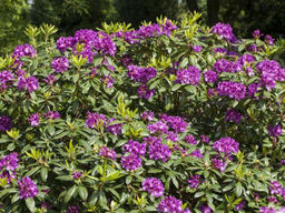 Рододендрон Распутин - Долина роз фото 4