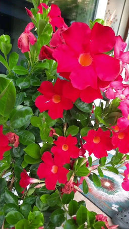 Дипладения мандевилла, горшок С2