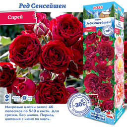 Роза Ред Сенсейшен (Спрей) 1шт