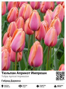 Тюльпан Apricot Impression (Гибрид Дарвина) - Голландские луковицы фото 2