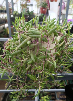 a1cb9a7e1385ad3afedfefa95c0027737xbass1fz5nm58elhv