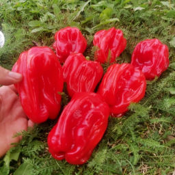 Креольская Чилтома Сладкий Перец для Сальсы