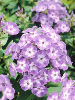 ФЛОКС Катерина Разбор I Кол-во упак., шт 2