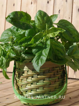 Базилик овощной Мистер Грин - Партнер фото 4