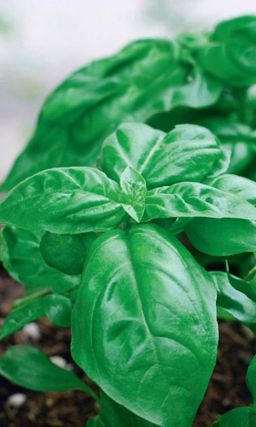 Базилик СЛАДКОЛИСТНЫЙ  Обильнолистный сорт! Вкус сладости и морозной свежести с нотками гвоздики!