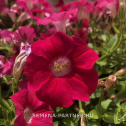 Петуния Амбре Розетта каскадная розовая - Партнер фото 3