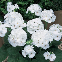 a20dc5aae09c8330befed6e9e207ba2b2flixt23r74mh1whzr