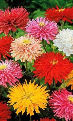 Цинния СЧАСТЬЕ  Кактусовидная смесь