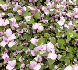 Традесканция Румянец невесты