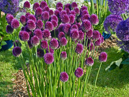 Allium Sphaerocephalon (Лук декоративный Круглоголовый) 5шт