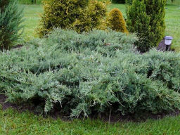 Можжевельник виргинский Хетц - Долина роз фото 2