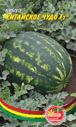 Арбуз КИТАЙСКОЕ ЧУДО F1 Мякоть малиново-красная, сочная, хрустящая, сладкая! Хорош для приготовления цукатов из арбузной корки!