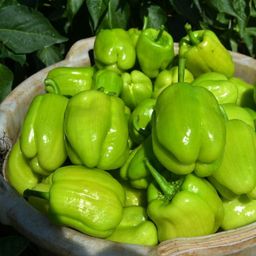 Перец Долма Турецкий — Dolma Biber