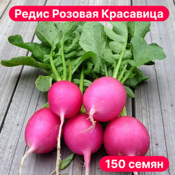 Редис Розовая Красавица - Pink Beauty