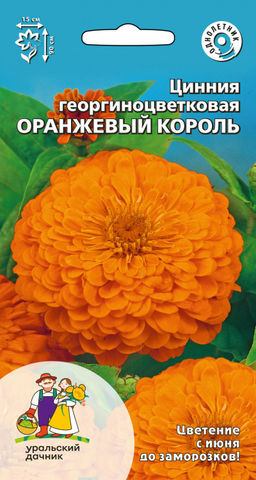 Цинния ОРАНЖЕВЫЙ КОРОЛЬ георгиноцветковая