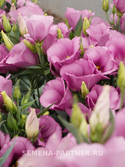 Эустома карликовая лиловая Мисс Шарли - Партнер фото 7