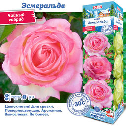 Роза Эсмеральда (Чайно-гибридная) 1шт