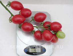 Томат Малиновое Пламя - Партнер фото 6