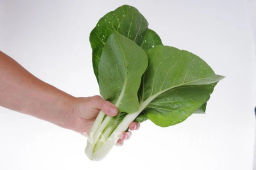 Капуста китайская Пак Чой - Партнер фото 4