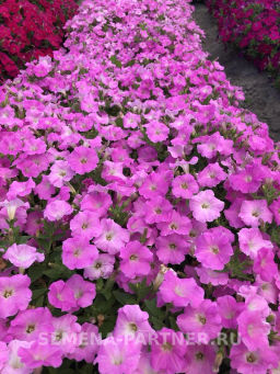 Петуния Итальянка Анита каскадная розовая - Партнер фото 4