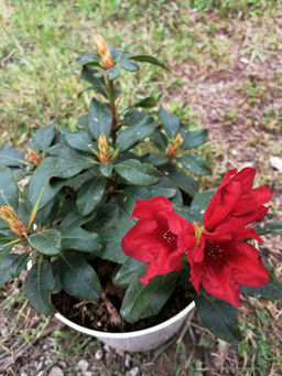 Рододендрон Баден-Баден