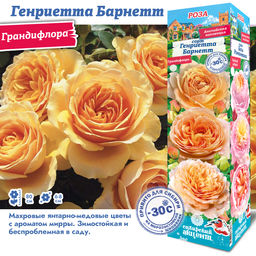 Роза Генриетта Барнетт (Грандифлора) 1шт