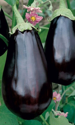 Баклажан РУССКИЙ ДЕЛИКАТЕС®  Фантастическая урожайность! Очень ранний! Изумительно вкусный! Без горечи!