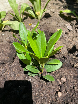 Рододендрон Каннингемс Уайт