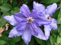 КЛЕМАТИС Элис Фиск Разбор I Кол-во упак., шт 2