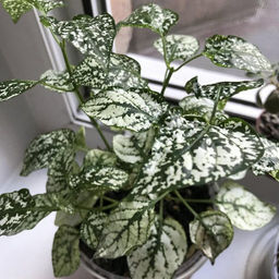 a282c0006b5d132dcdefffc3d852618118bq4opw6mbyub00e