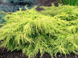 Можжевельник средний Голд Стар С5