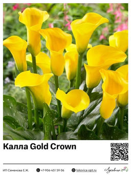 Калла Gold Crown