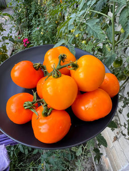 Гном Апельсиновое дерево